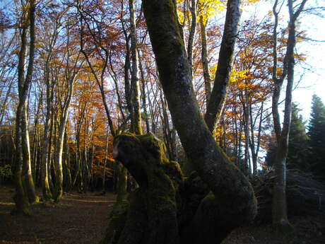 Forêt de Châteauvert