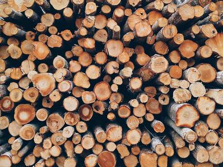 Sortie découverte de la forêt d'Epagne
