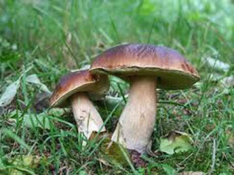 Journée Champignons