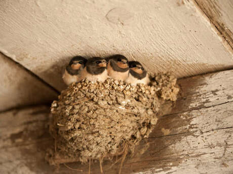 Parlons Nature : hirondelles et martinets