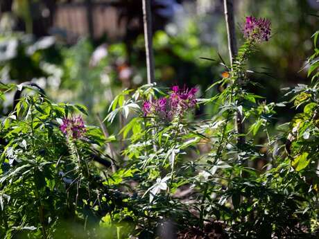 Découvrir la richesse des plantes sauvages