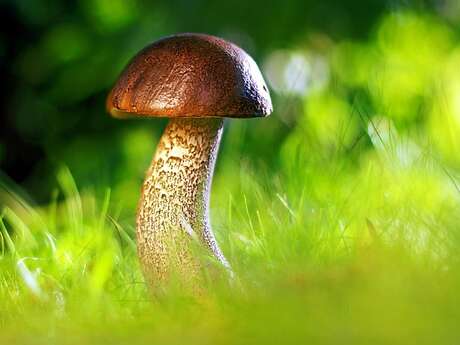 Sortie mycologique