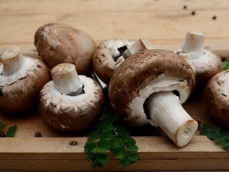 A la recherche des champignons