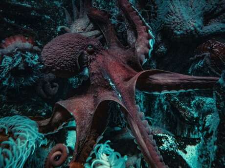 Ciné-débat : Céphalopodes, le règne des ventouses