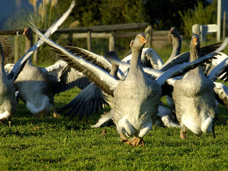 Elevage d'oies des Granges