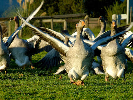 Elevage d'oies des Granges