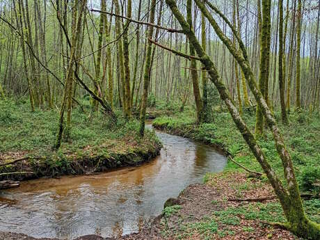 Sophro balade, osez une vraie pause Zen au cœur de la Nature !