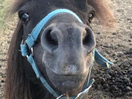 Repas de noel pour les animaux