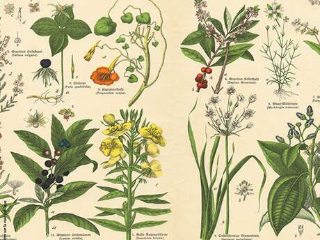 A la redécouverte des plantes médicinales locales