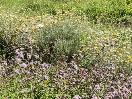Plantes de bonnes femmes et de sorcières