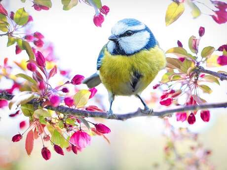 Observation des oiseaux au Jardin de l'An Mil