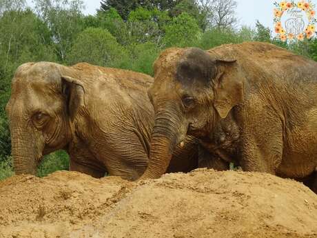 Portes ouvertes Elephant Haven - European Elephant Sanctuary