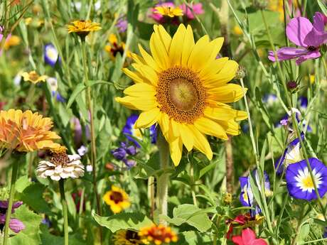 Foire au jardin