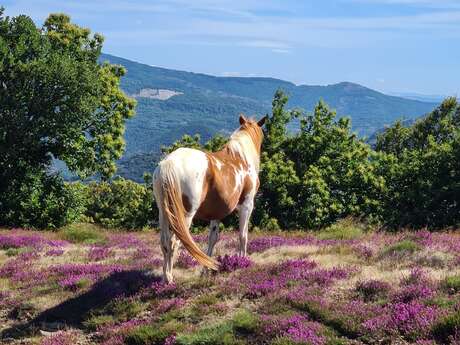HORSEWILD