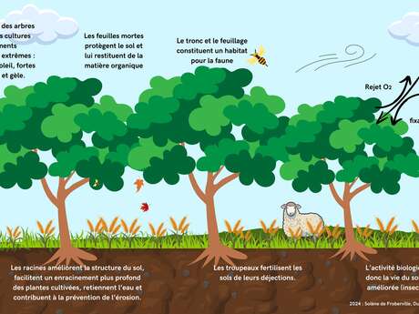 L’AGROFORESTERIE M’A DIT ….. OBSERVER, ÉCOUTER, JOUER, COMPRENDRE… L’AGROFORESTERIE M’A DIT ….. OBSERVER, ÉCOUTER, JOUER, COMPRENDRE…