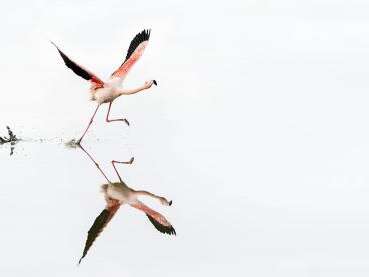 EXPOSITION "CAMARGUE NATURE"