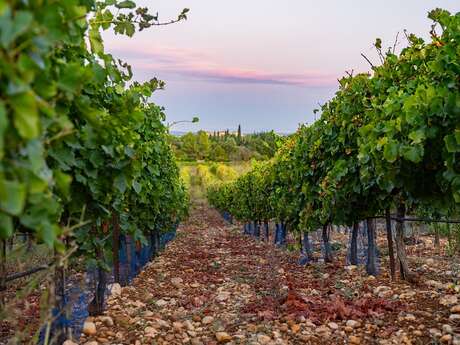 DOMAINE DE CAUSSE