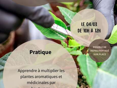 BOUTURE D'AROMATIQUES ET PLANTES MÉDICINALES