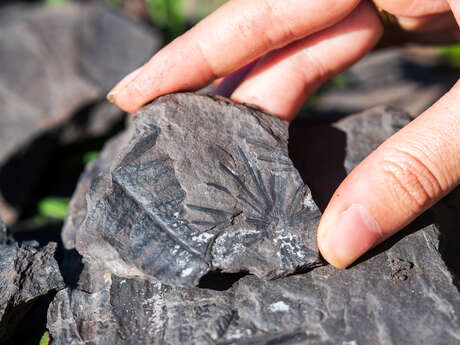 SUR LA TRACE DES FOSSILES