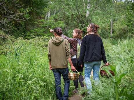 LES CUEILLEUSES SAUVAGES - SORTIES DÉCOUVERTE DES PLANTES SAUVAGES