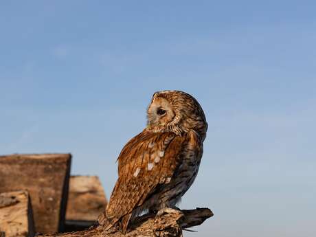 OBSERVATION DES OISEAUX ET CONSTRUCTION DE NICHOIRS