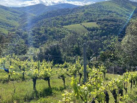 DOMAINE BORIA BISSIO