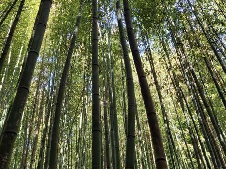 BAMBOUSERAIE EN CEVENNES