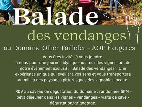 BALADE DES VENDANGES AU DOMAINE OLLIER-TAILLEFER