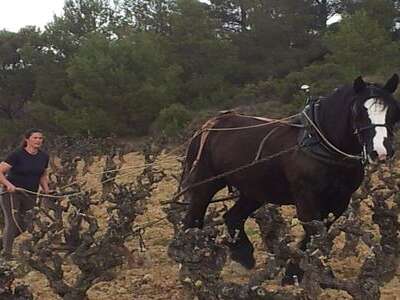 DOMAINE BORIE DE MAUREL