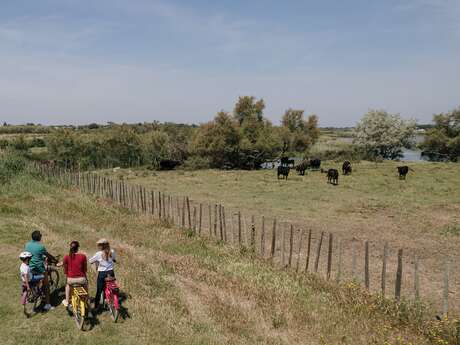 CAMARGUE AUTREMENT SAFARI EN VÉLO ÉLECTRIQUE