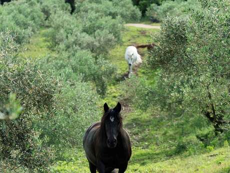 DOMAINE DE L'OULIVIE