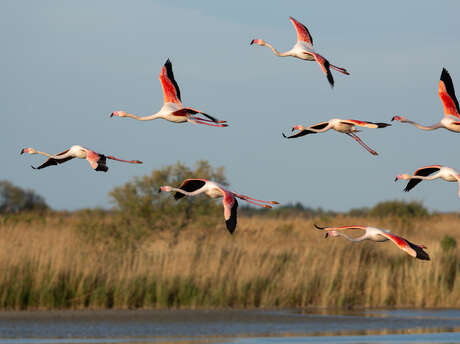 BALADES AU CRÉPUSCULE AU PARC ORNITHOLOGIQUE DE PONT GAU