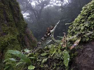 EXPOSITION : DES JUNGLES, DES ÎLES ET DES HOMMES