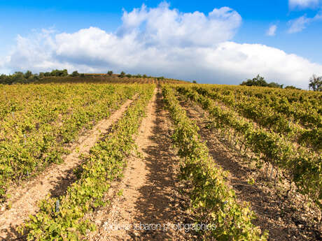 DOMAINE LES TROIS PUECHS