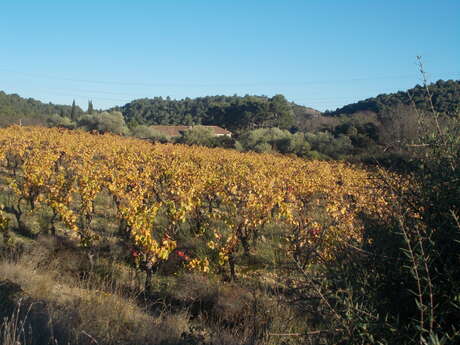 DOMAINE ANNE ALLIÉ