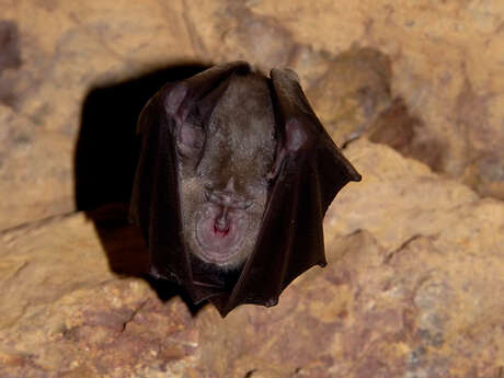 ATELIER  DES BÂTISSEURS : UN ABRI POUR NOS AMIES AILÉES