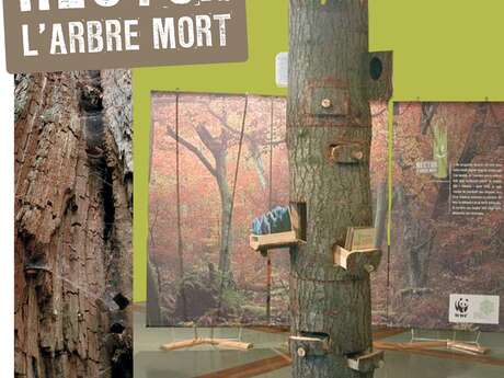 ATELIER / JEU : HECTOR L'ARBRE MORT