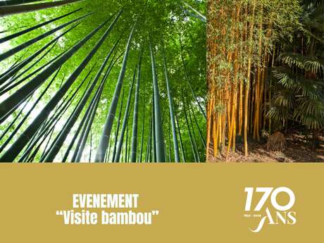 VISITE BAMBOU - BAMBOUSERAIE D'ANDUZE