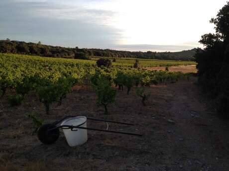 DOMAINE PIERRE ET L'ETOILE