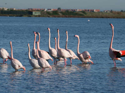 PAYSAGES DES ETANGS MONTPELLIERAINS