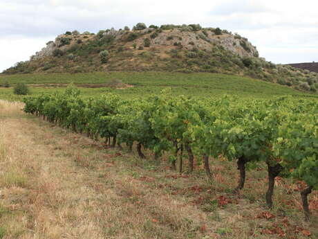 SCEA DOMAINE ALQUIER DESPLATS DEGROS