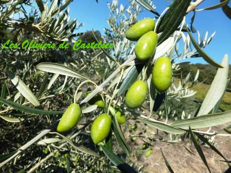 LES OLIVIERS DE CASTELSEC