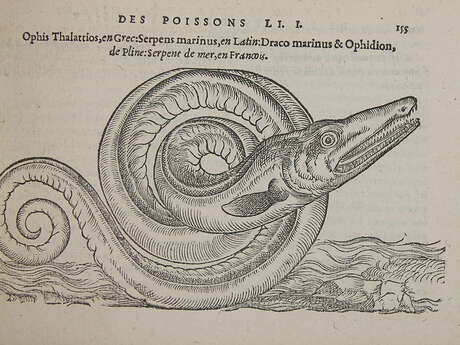 LES PETITS BIBLIOPHILES : FABRICATION DE MONSTRES MARINS LES PETITS BIBLIOPHILES : FABRICATION DE MONSTRES MARINS