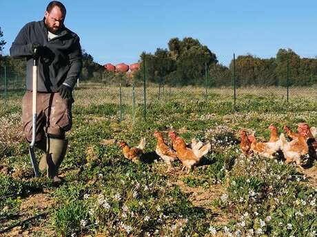 LES OEUFS DU MOULIN D'AUSSEL