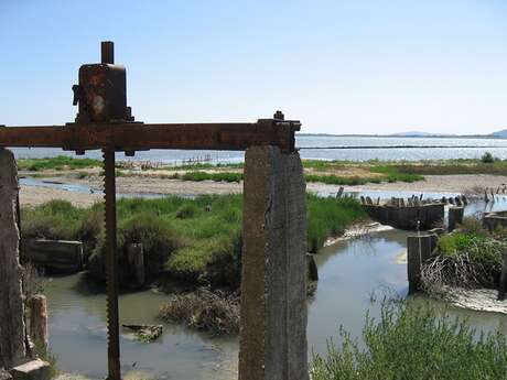 DÉFIS NATURE : LES MAL-AIMÉS DE LA BIODIVERSITÉ