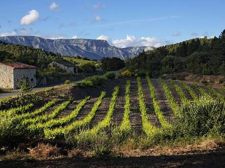 CIRCUIT N°4 LE VIGNOBLE DE BERLOU– SITE VTT-FFC CAROUX EN HAUT-LANGUEDOC