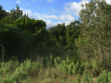 RANDONNÉE VAILHAN "SENTIER DES OLIVETTES"