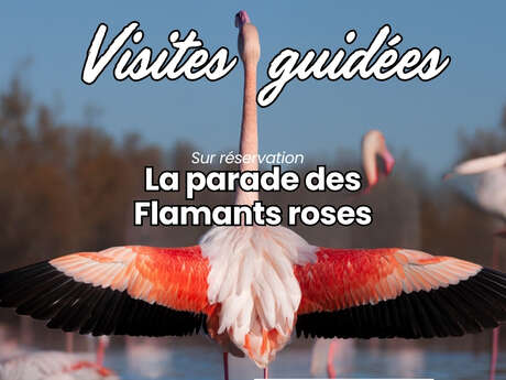 LES VACANCES DE NOËL AU PARC ORNITHOLOGIQUE DE PONT DE GAU