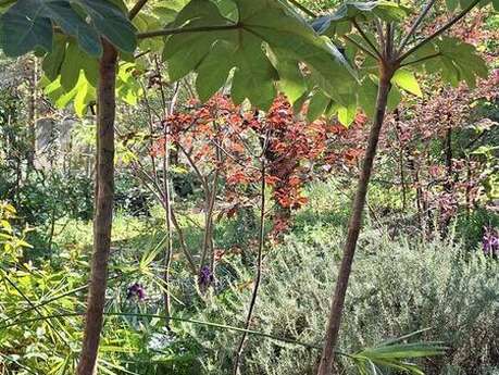 VISITE DÉCOUVERTE ET PARCOURS SENSORIEL AU JARDIN