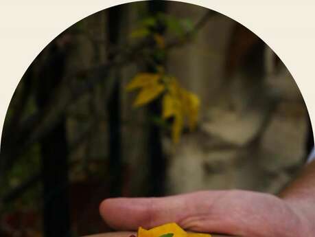 LE DÉJEUNER DE LA TOUR - DOMAINE DE LA TOUR